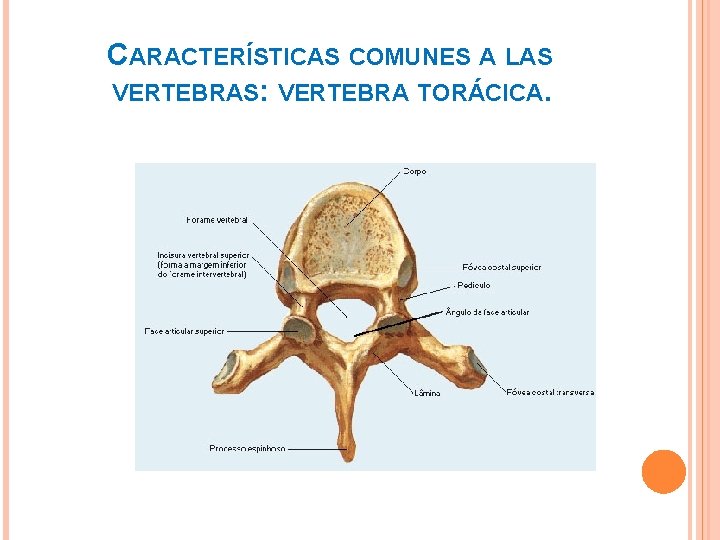 CARACTERÍSTICAS COMUNES A LAS VERTEBRAS: VERTEBRA TORÁCICA. 