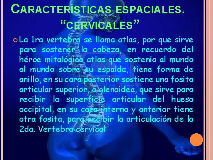 CARACTERÍSTICAS ESPACIALES. “CERVICALES” La 1 ra vertebra se llama atlas, por que sirve para