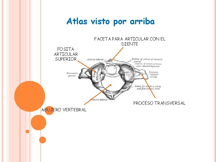 Atlas visto por arriba FOSITA ARTICULAR SUPERIOR FACETA PARA ARTICULAR CON EL DIENTE PROCESO