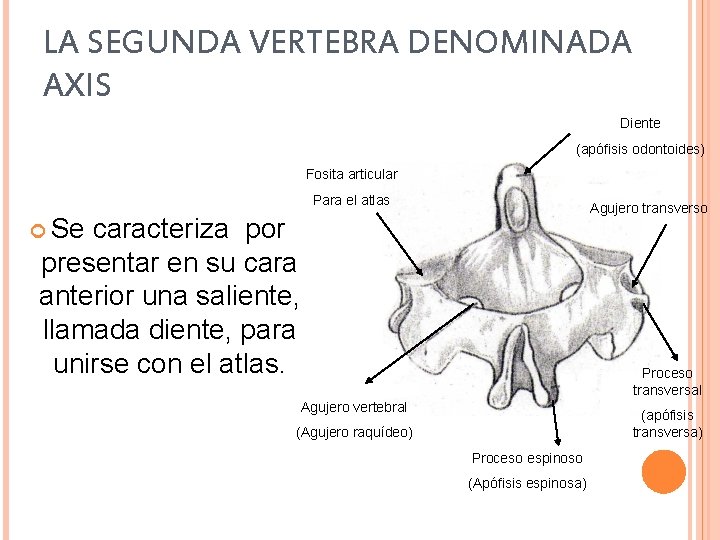 LA SEGUNDA VERTEBRA DENOMINADA AXIS Diente (apófisis odontoides) Fosita articular Para el atlas Agujero