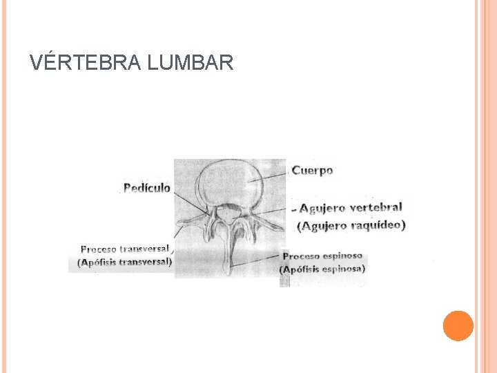 VÉRTEBRA LUMBAR 