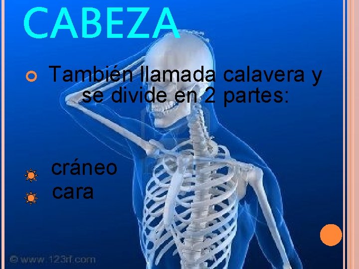 CABEZA También llamada calavera y se divide en 2 partes: cráneo cara 
