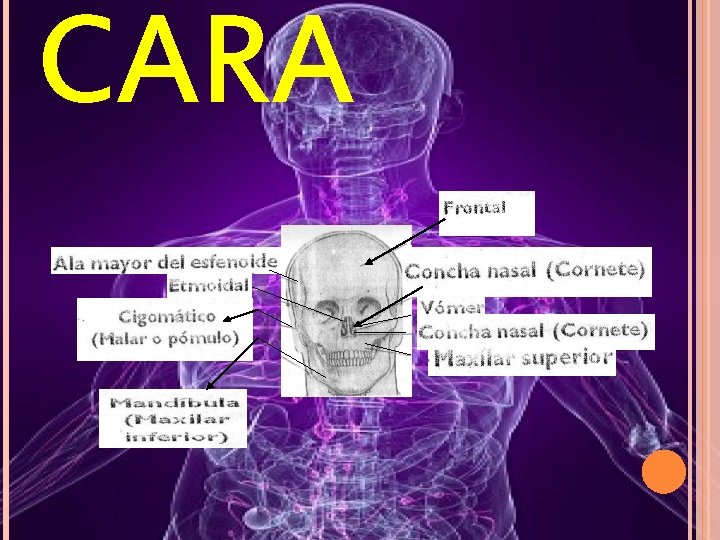 CARA 