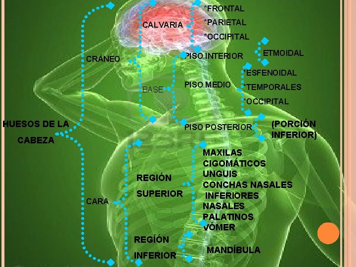 *FRONTAL CALVARIA *PARIETAL *OCCIPITAL ETMOIDAL PISO INTERIOR CRÁNEO *ESFENOIDAL BASE PISO MEDIO *TEMPORALES *OCCIPITAL