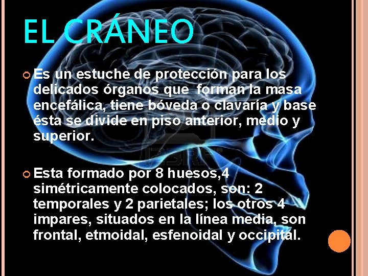 EL CRÁNEO Es un estuche de protección para los delicados órganos que forman la