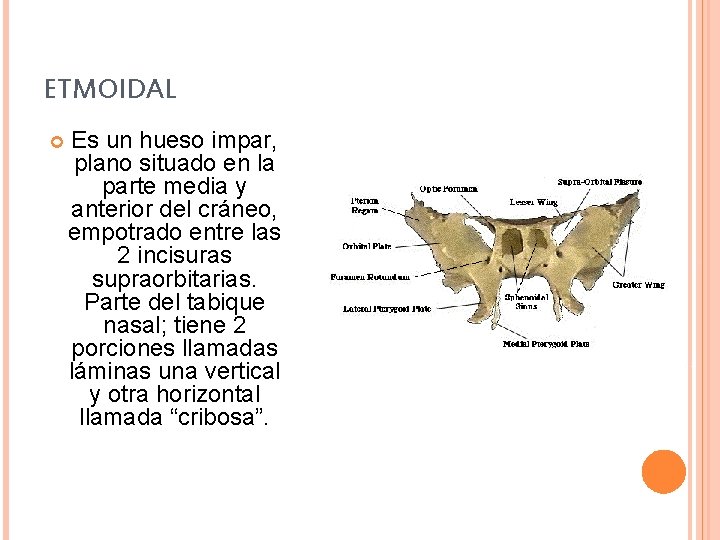 ETMOIDAL Es un hueso impar, plano situado en la parte media y anterior del