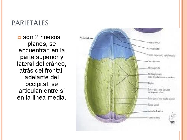 PARIETALES son 2 huesos planos, se encuentran en la parte superior y lateral del