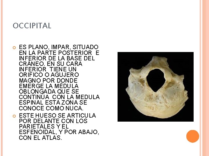 OCCIPITAL ES PLANO, IMPAR, SITUADO EN LA PARTE POSTERIOR E INFERIOR DE LA BASE
