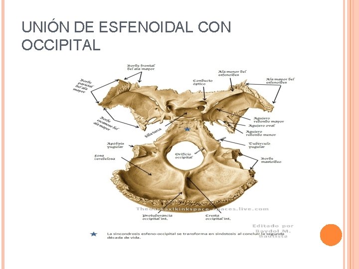 UNIÓN DE ESFENOIDAL CON OCCIPITAL 