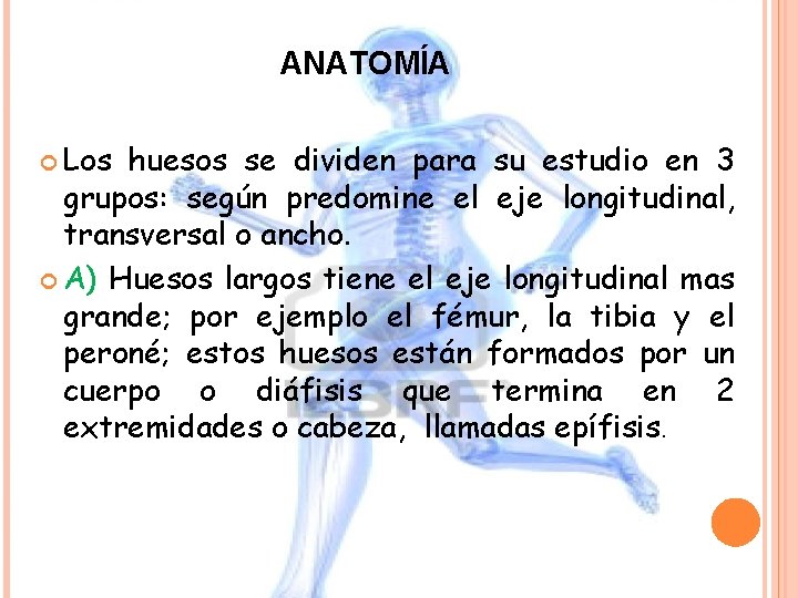 ANATOMÍA Los huesos se dividen para su estudio en 3 grupos: según predomine el