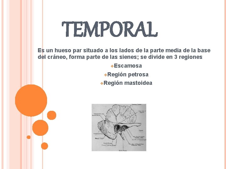 TEMPORAL Es un hueso par situado a los lados de la parte media de