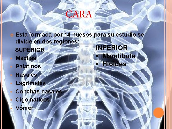 CARA § § § § Esta formada por 14 huesos para su estudio se