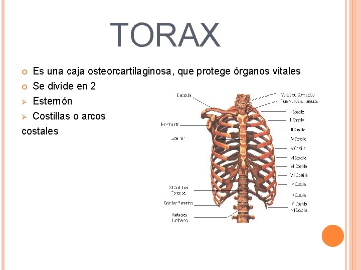 TORAX Es una caja osteorcartilaginosa, que protege órganos vitales Se divide en 2 Esternón