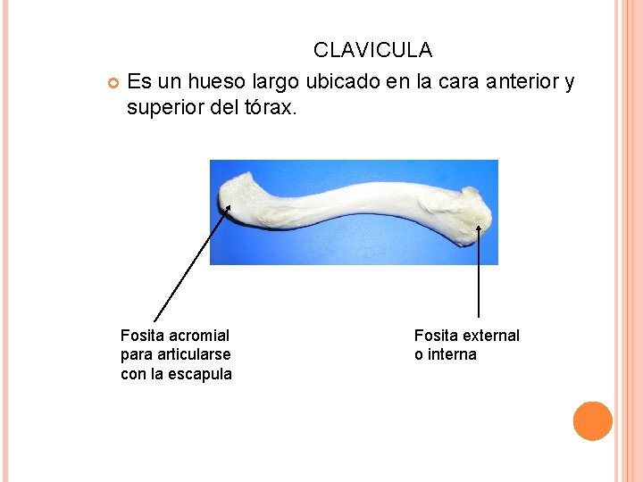 CLAVICULA Es un hueso largo ubicado en la cara anterior y superior del tórax.