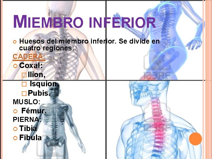 MIEMBRO INFERIOR Huesos del miembro inferior. Se divide en cuatro regiones: CADERA: Coxal: �Ilion,