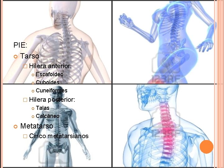 PIE: Tarso � Hilera anterior: Escafoideo Cuboides Cuneiformes � Hilera posterior: Talas Calcáneo Metatarso