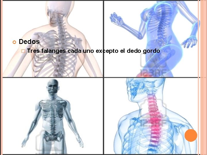  Dedos � Tres falanges cada uno excepto el dedo gordo 