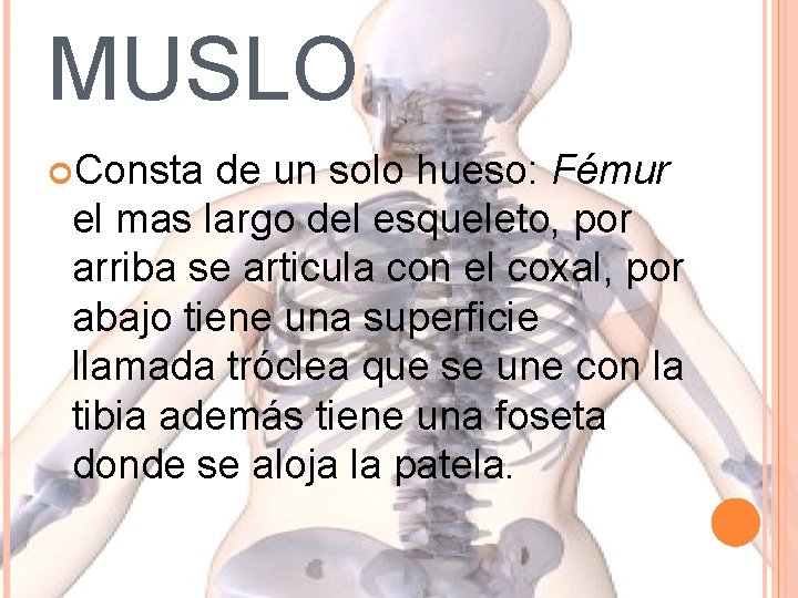 MUSLO Consta de un solo hueso: Fémur el mas largo del esqueleto, por arriba