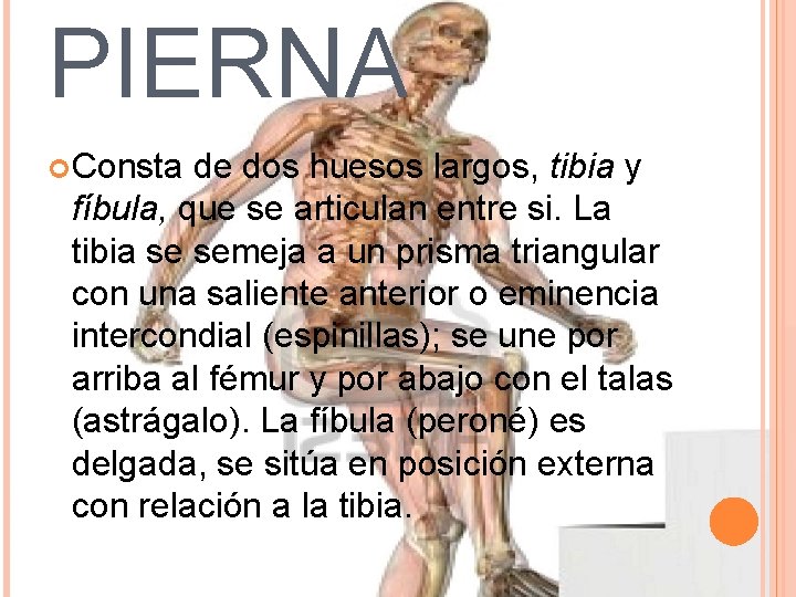 PIERNA Consta de dos huesos largos, tibia y fíbula, que se articulan entre si.