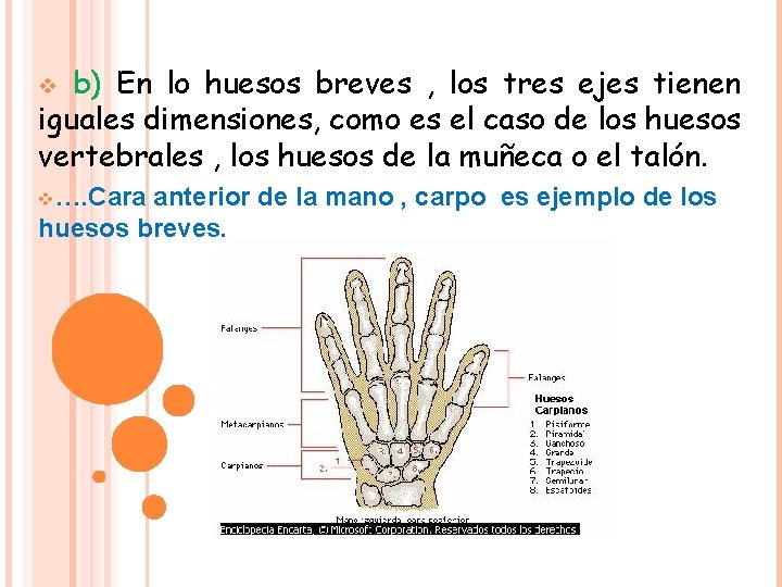 b) En lo huesos breves , los tres ejes tienen iguales dimensiones, como es