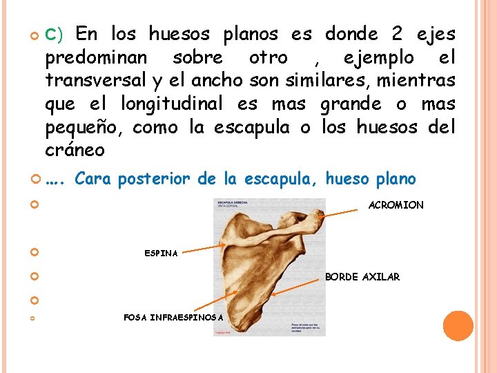  C) En los huesos planos es donde 2 ejes predominan sobre otro ,