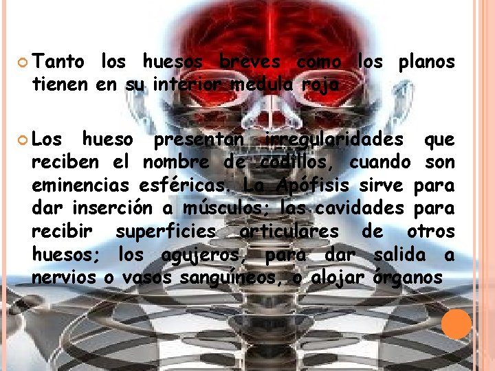  Tanto los huesos breves como los planos tienen en su interior medula roja