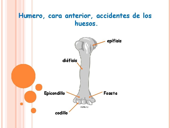 Humero, cara anterior, accidentes de los huesos. epífisis diáfisis Epicondillo codillo Foseta 