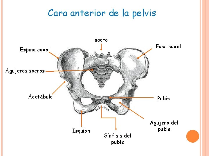 Cara anterior de la pelvis sacro Espina coxal Fosa coxal Agujeros sacros Acetábulo Pubis