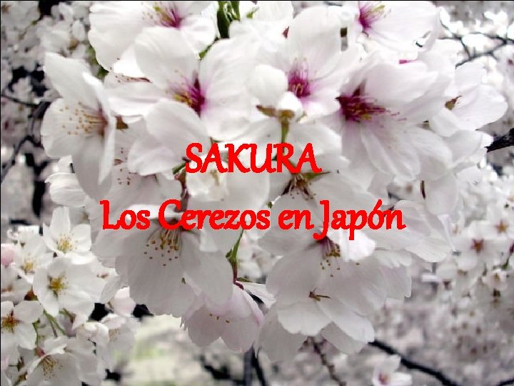SAKURA Los Cerezos en Japón SAKURA Los Cerezos en Japón