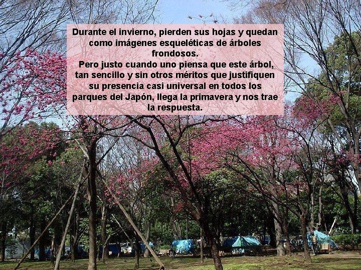 Durante el invierno, pierden sus hojas y quedan como imágenes esqueléticas de árboles frondosos. Durante el invierno, pierden sus hojas y quedan como imágenes esqueléticas de árboles frondosos.