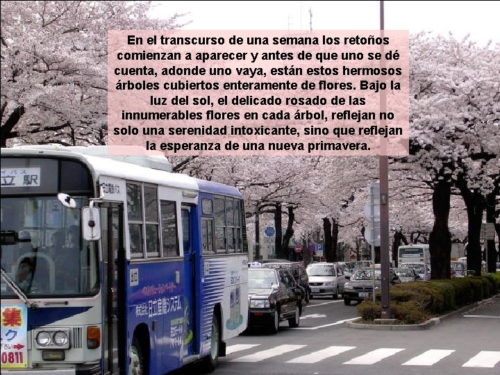 En el transcurso de una semana los retoños comienzan a aparecer y antes de En el transcurso de una semana los retoños comienzan a aparecer y antes de