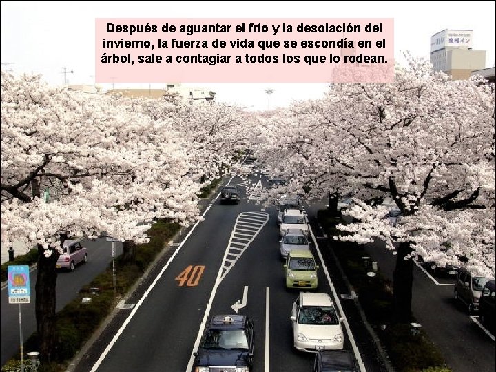 Después de aguantar el frío y la desolación del invierno, la fuerza de vida Después de aguantar el frío y la desolación del invierno, la fuerza de vida