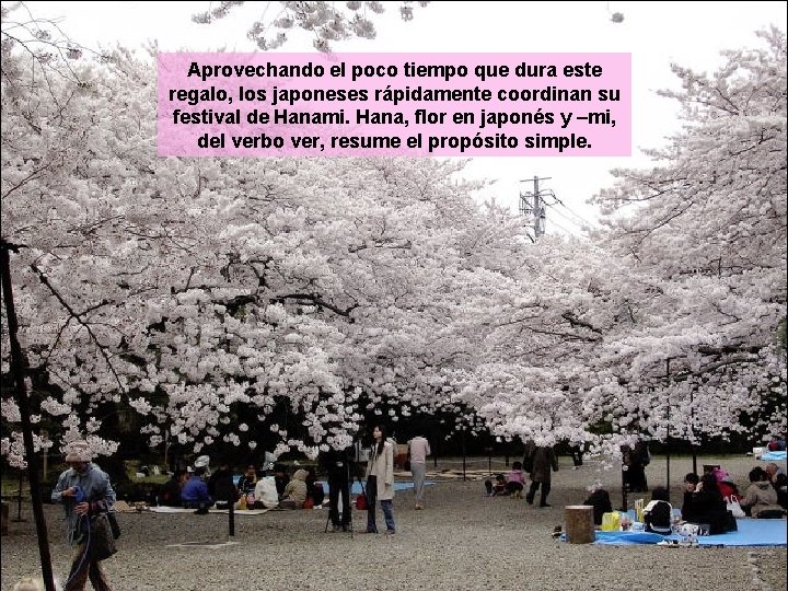 Aprovechando el poco tiempo que dura este regalo, los japoneses rápidamente coordinan su festival Aprovechando el poco tiempo que dura este regalo, los japoneses rápidamente coordinan su festival