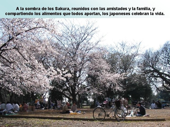 A la sombra de los Sakura, reunidos con las amistades y la familia, y A la sombra de los Sakura, reunidos con las amistades y la familia, y