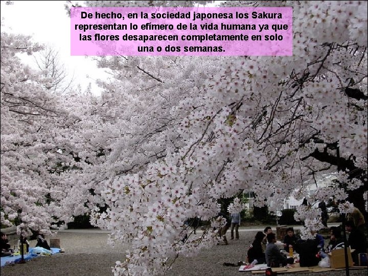 De hecho, en la sociedad japonesa los Sakura representan lo efímero de la vida De hecho, en la sociedad japonesa los Sakura representan lo efímero de la vida