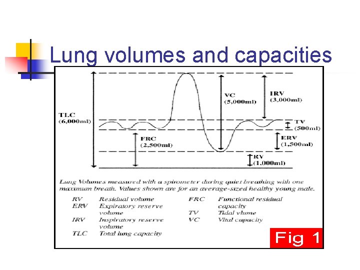 Lung volumes and capacities 