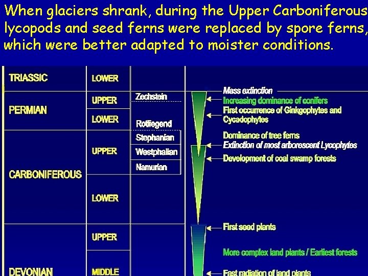 When glaciers shrank, during the Upper Carboniferous, lycopods and seed ferns were replaced by