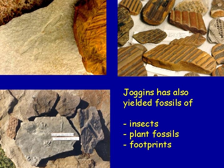 Joggins has also yielded fossils of - insects - plant fossils - footprints 