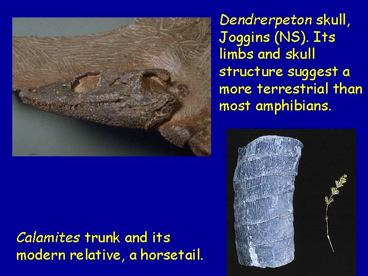 Dendrerpeton skull, Joggins (NS). Its limbs and skull structure suggest a more terrestrial than