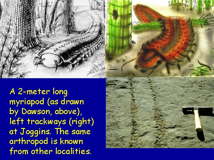 A 2 -meter long myriapod (as drawn by Dawson, above), left trackways (right) at