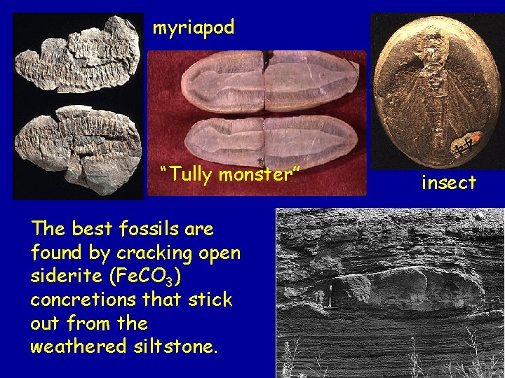 myriapod “Tully monster” The best fossils are found by cracking open siderite (Fe. CO