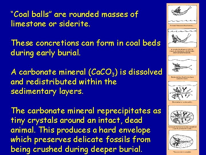 “Coal balls” are rounded masses of limestone or siderite. These concretions can form in