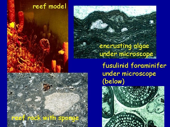 reef model encrusting algae under microscope fusulinid foraminifer under microscope (below) reef rock with