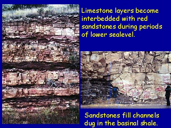 Limestone layers become interbedded with red sandstones during periods of lower sealevel. Sandstones fill