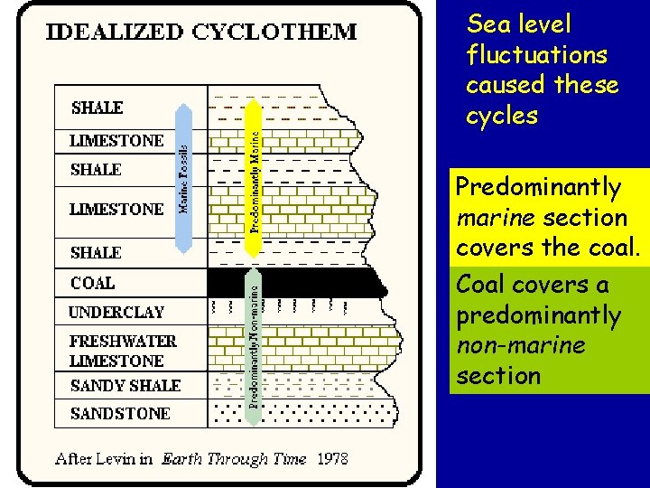 Sea level fluctuations caused these cycles Predominantly marine section covers the coal. Coal covers