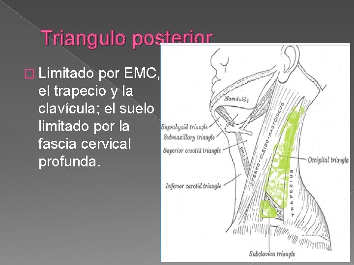 Triangulo posterior � Limitado por EMC, el trapecio y la clavícula; el suelo limitado