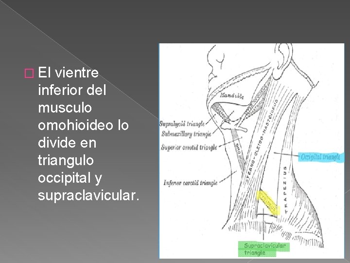 � El vientre inferior del musculo omohioideo lo divide en triangulo occipital y supraclavicular. � El vientre inferior del musculo omohioideo lo divide en triangulo occipital y supraclavicular.