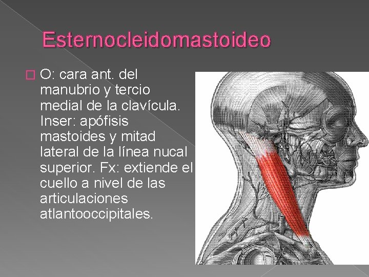Esternocleidomastoideo � O: cara ant. del manubrio y tercio medial de la clavícula. Inser: Esternocleidomastoideo � O: cara ant. del manubrio y tercio medial de la clavícula. Inser: