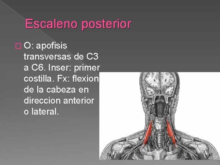 Escaleno posterior � O: apofisis transversas de C 3 a C 6. Inser: primer Escaleno posterior � O: apofisis transversas de C 3 a C 6. Inser: primer