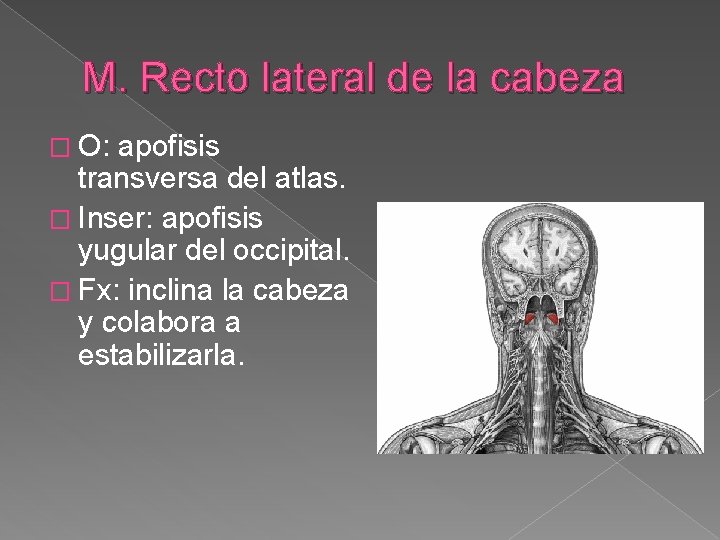 M. Recto lateral de la cabeza � O: apofisis transversa del atlas. � Inser: M. Recto lateral de la cabeza � O: apofisis transversa del atlas. � Inser: